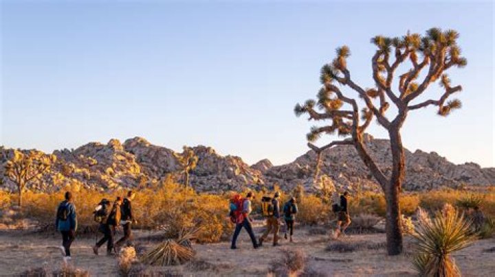 Joshua Tree National Park, California: The Most Exciting Places To Visit All You Need To Know - SarkariResult