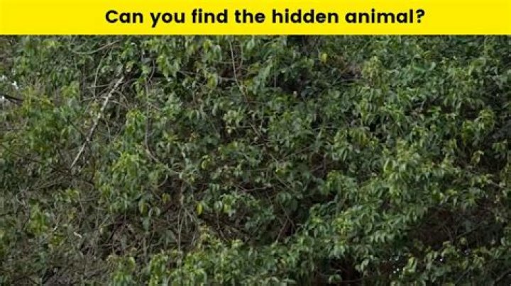 Optical Illusion Challenge: Find The Hidden Leopard In this Image within 10 Seconds...